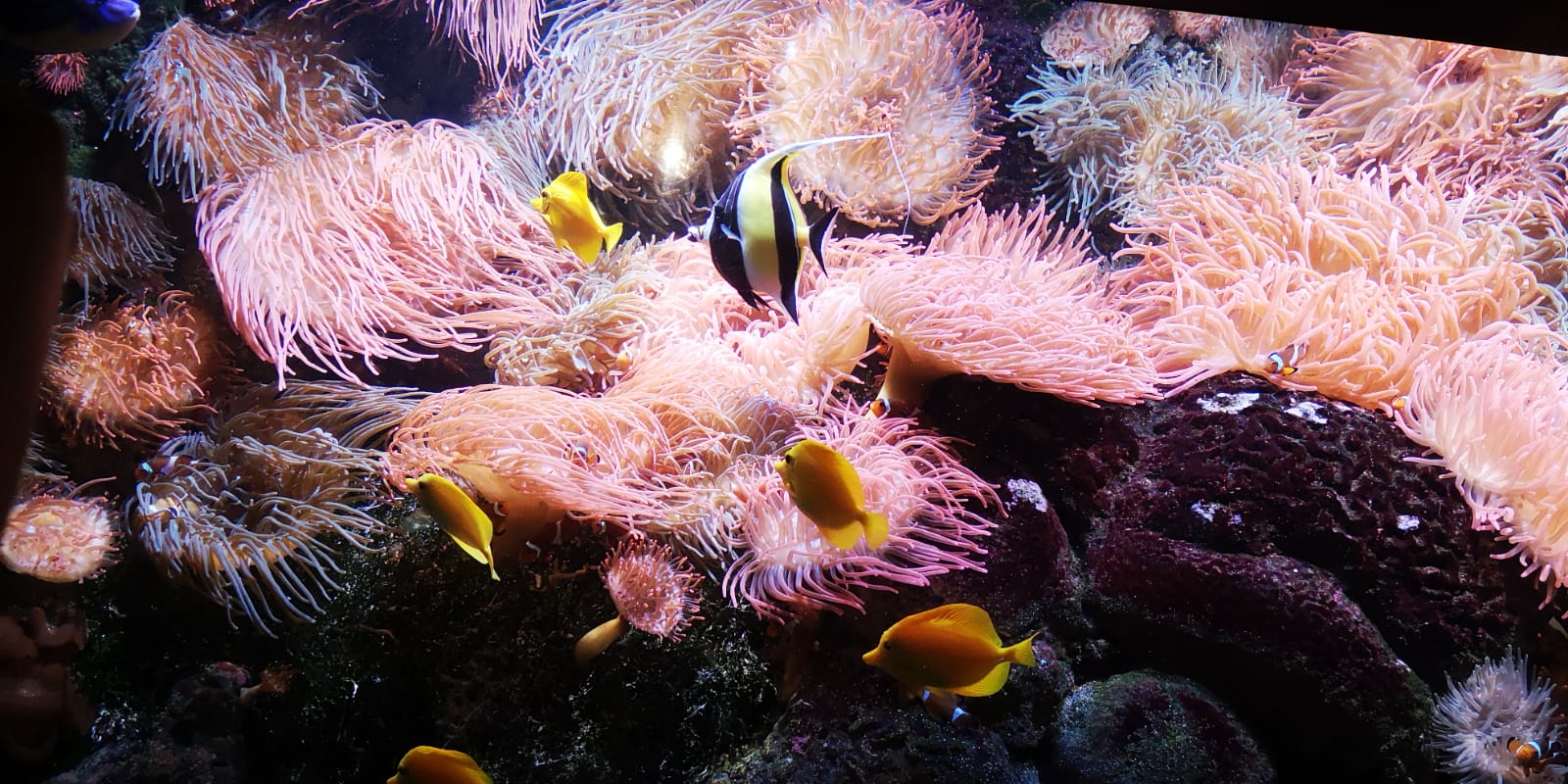 Acquario di genova